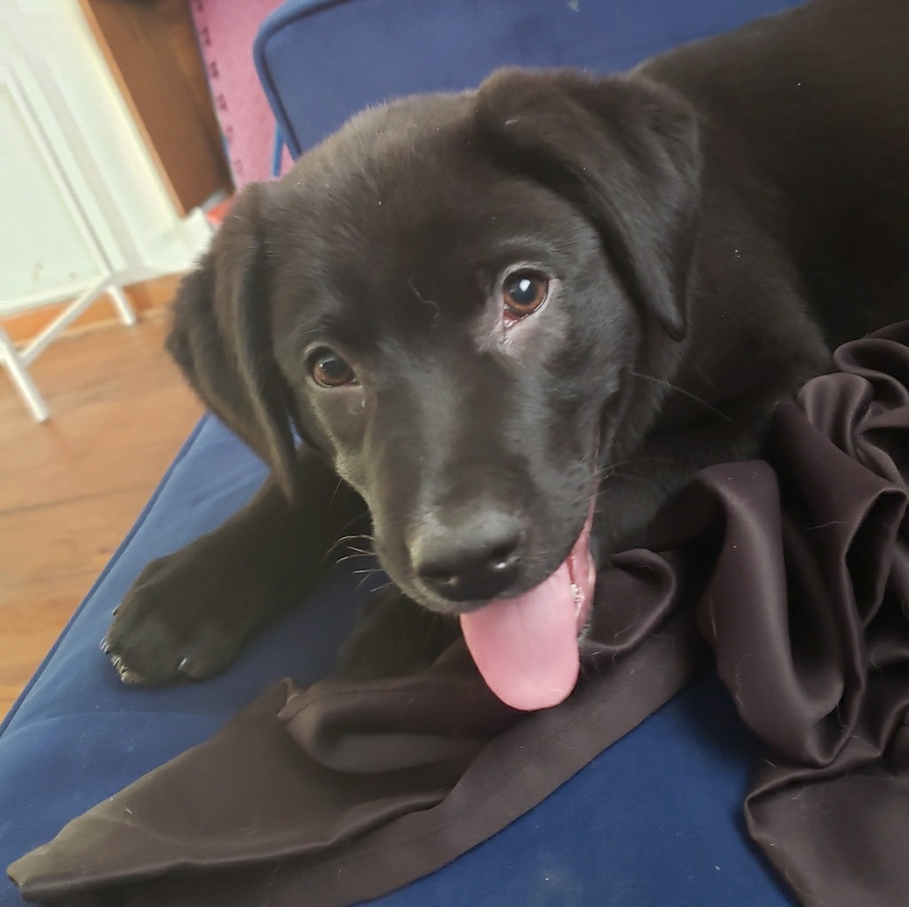 Meet your Posher, Lia